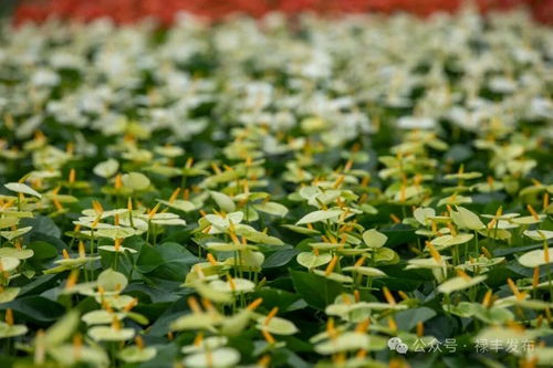 祿豐花卉產(chǎn)業(yè)協(xié)會(huì)換屆啟新程 云花標(biāo)桿領(lǐng)跑全州，美麗經(jīng)濟(jì)綻放芬芳