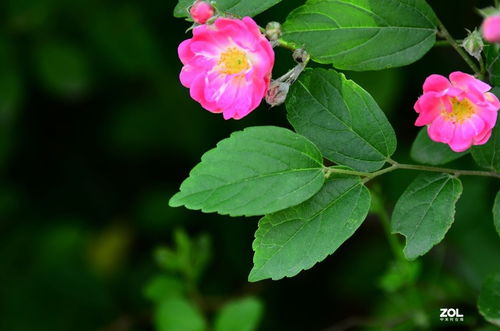 花卉元素與數(shù)碼產(chǎn)品的設(shè)計(jì)融合 科技中的自然美學(xué)