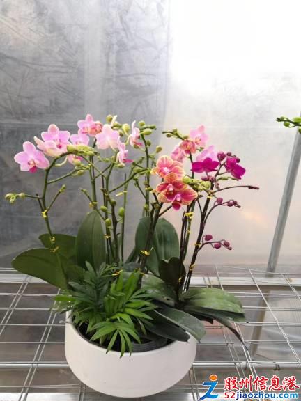 三里河打折促銷 艷麗花卉、精品苗木與數(shù)碼產(chǎn)品齊優(yōu)惠